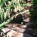 Lizard