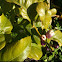 Lemon tree