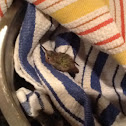 Baby Hummingbird