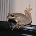 Cuban tree frog