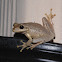 Cuban tree frog