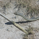Striped whipsnake