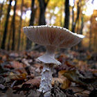 Agaric