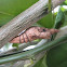 Caterpillar cocoon