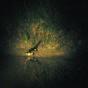 Yacare caiman