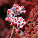 Pygmy Seahorse