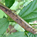 Geometrid caterpillar