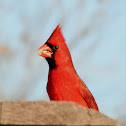 Cardinal (male)