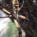 Garden spider species