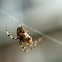 Crossspider