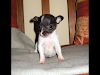 Chihuahuas De Bolsillo Preciosas