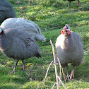 Helmeted Guineafowl