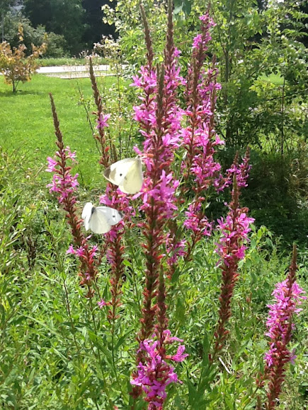 Spotting Image 1