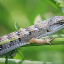 Aligator Lizard