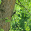 Downy Woodpecker