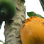 fruit bat sign