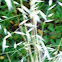 California Brome