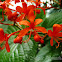 clerodendrum speciosissimum