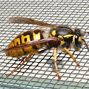 Yellowjacket