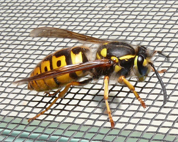 Spotting Image 1
