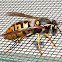 Yellowjacket