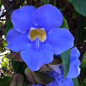 Sky Vine