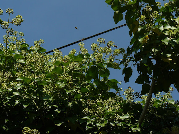 Spotting Image 1