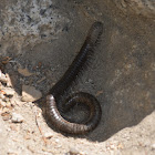 Millipedes