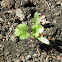 Coriander