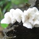 Campanella tristis