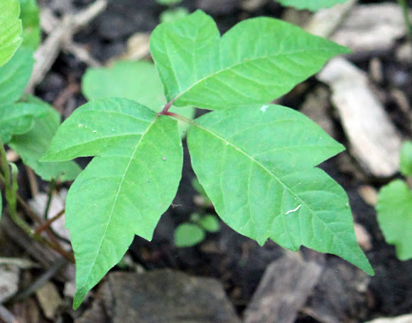 Spotting Image 1