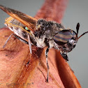 Soliderfly