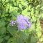 Garden ageratum