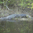 American Alligator 