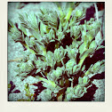 silky beach pea