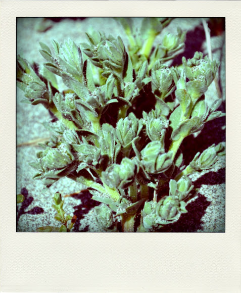 Spotting Image 1