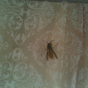 Wasp