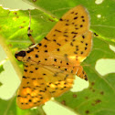 Durian Fruit Borer