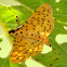 Durian Fruit Borer