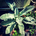Lambs ear