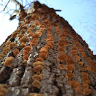 shelf fungi