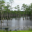 Pond Cypress