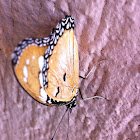 Plain tiger