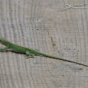 Carolina Anole