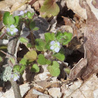 Ivy-leaved Speedwell