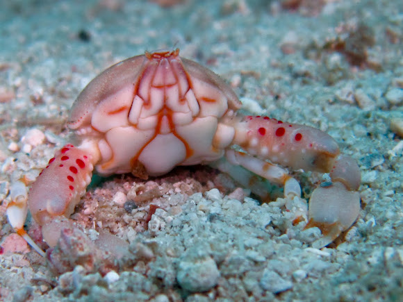 Spotting Image 1