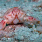 Four Ring Purse Crab