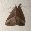 snout moth