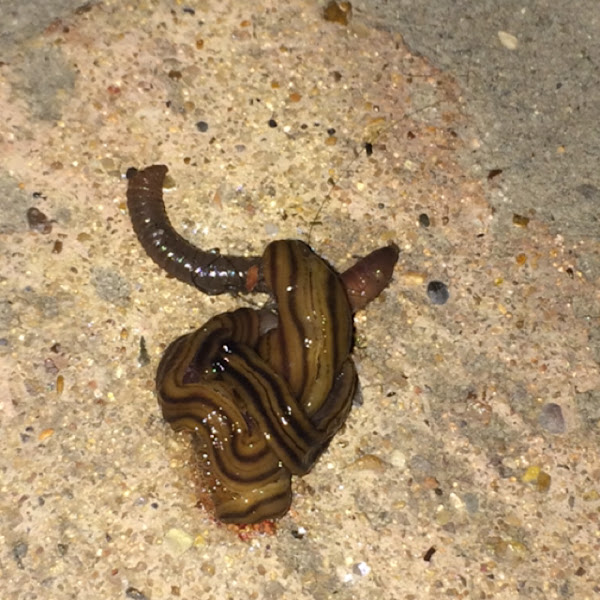 Hammerhead flatworm Project Noah