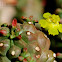 Euphorbia clavarioides var. truncata